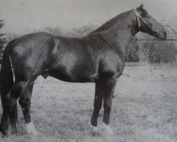 stallion Godewind 1361 (Noble Warmblood, 1975, from Goldhamster xx 1275)