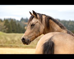 dressage horse Doppelherz S (German Riding Pony, 2018, from HET Don´t forget me)