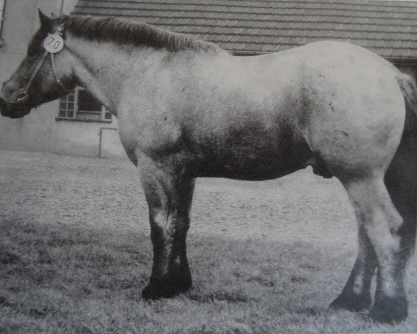 stallion Ultus 1845 (Rhenish-German Cold-Blood, 1975, from Ultimo 1833)