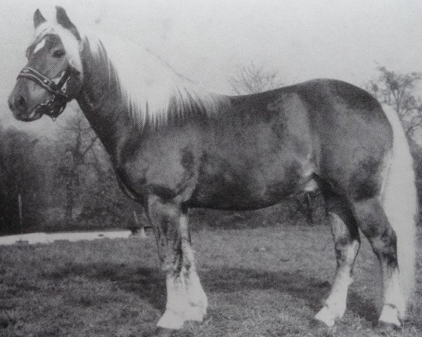 stallion Stern 71 (Haflinger, 1975, from Stepper 38)