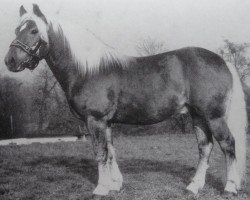 Deckhengst Stern 71 (Haflinger, 1975, von Stepper 38)