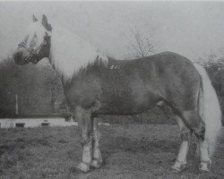 stallion Silvio (Haflinger, 1975, from Stachus 13)