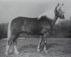 Deckhengst Start 70 (Haflinger, 1975, von Stapel 51)