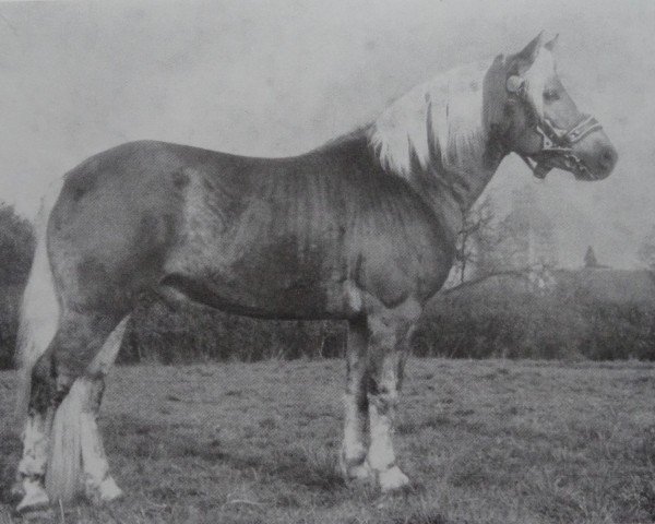 stallion Sevlik 68 (Haflinger, 1974, from Stachus 13)