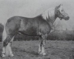 Deckhengst Sevlik 69 (Haflinger, 1974, von Stachus 13)