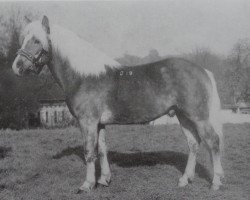 stallion Galant (25% ox) (Edelbluthaflinger, 1975, from Gamet)