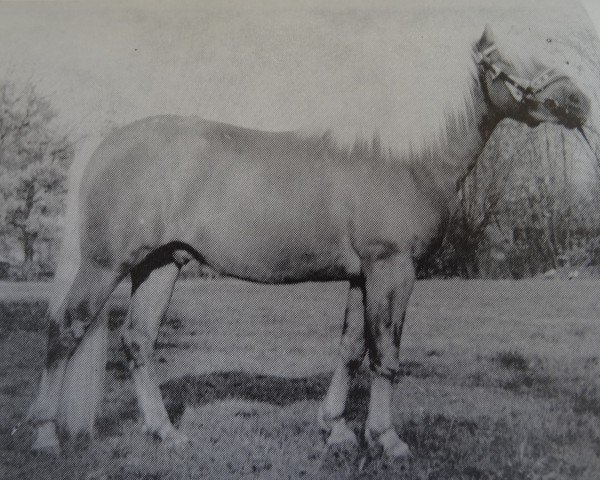 stallion Achilles 59 (Haflinger, 1973, from Arlberg)