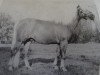 stallion Achilles 59 (Haflinger, 1973, from Arlberg)