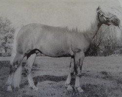 stallion Achilles 59 (Haflinger, 1973, from Arlberg)