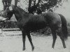 stallion Hartwig xx 1318 (Thoroughbred, 1967, from Pace xx)