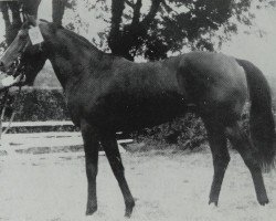 stallion Hartwig xx 1318 (Thoroughbred, 1967, from Pace xx)