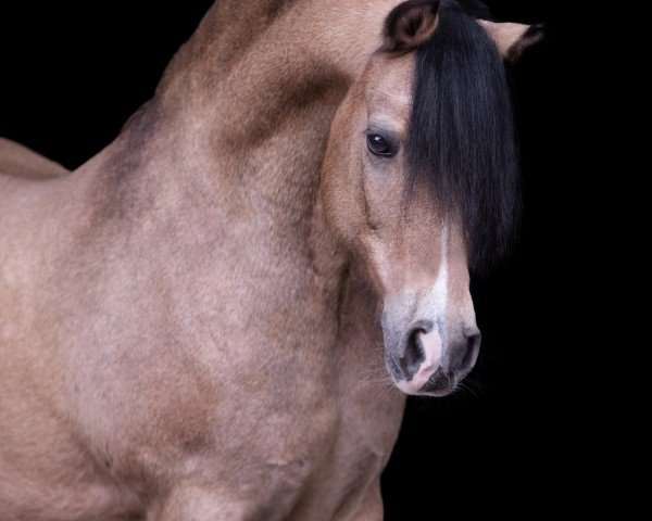 horse Follow me vom Alten Grenzhof (Welsh-Cob (Sek. C), 2002, from Reifenstein vom Alten Grenzhof)