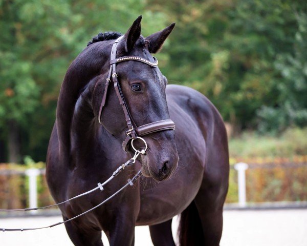 Pferd Elano 51 (Sächs.-Thür. Schweres Warmbl., 2021, von Elitär)