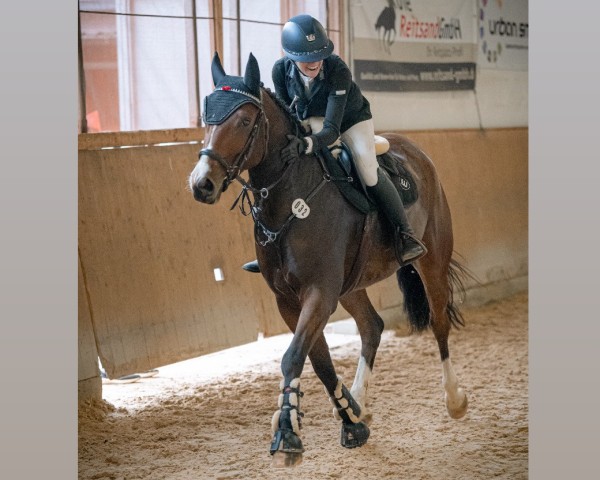 Springpferd Balouzio (Deutsches Sportpferd, 2017, von Balou du Rouet)