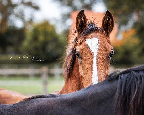 Fohlen von Hengst von Armani Gold / Lissaro (Westfale, 2024, von Armani Gold HW)