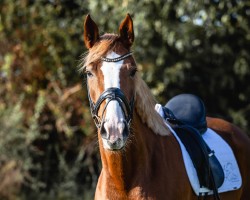 dressage horse FJL Daydream Deluxe (Westphalian, 2019, from Diamond Deluxe)