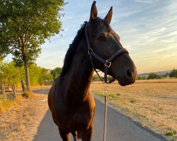 Springpferd Erasco R (Sächs.-Thür. Schweres Warmbl., 2018, von Elitär)