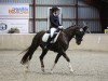 dressage horse Florenciana G (Westphalian, 2010, from Fürst Piccolo)