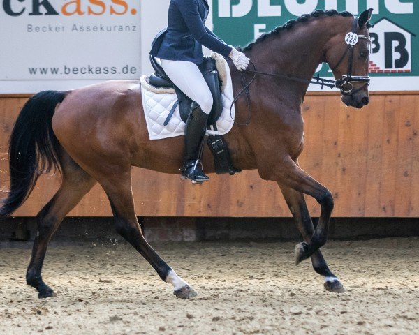 dressage horse Locarno Libre (Hanoverian, 2018, from Livaldon)