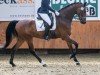 dressage horse Locarno Libre (Hanoverian, 2018, from Livaldon)