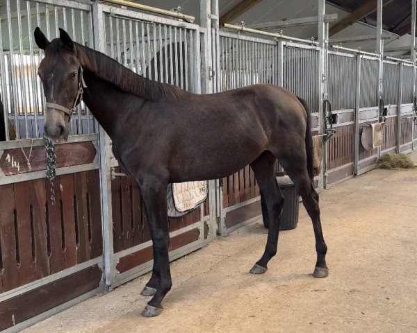 jumper Hengst von Vigaro / Cassiano (Holsteiner, 2023, from Vigaro)