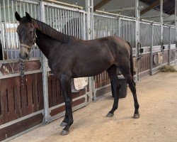 jumper Hengst von Vigaro / Cassiano (Holsteiner, 2023, from Vigaro)