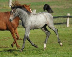 foal by Stute von Jasper / Cassiano (Holsteiner, 2024, from Jasper)