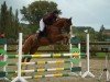 jumper Andy Jump (German Sport Horse, 2020, from Andy Pur Vdm Z)