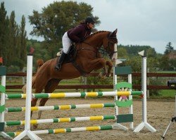 Springpferd Andy Jump (Deutsches Sportpferd, 2020, von Andy Pur Vdm Z)