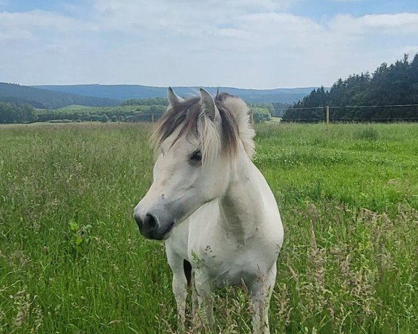 Dressurpferd Livke (Fjordpferd, 2023, von Kalino)