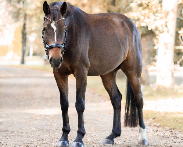 horse Big Bam (German Warmblood, 2019, from Best Boy)