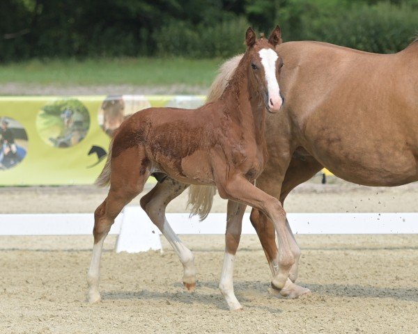 foal by Feuertänzer (German Sport Horse, 2024, from Fiancé)