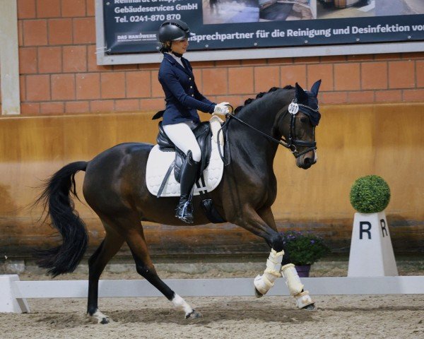 Dressurpferd Vienna Ws (Deutsches Reitpony, 2015, von Valido's Highlight)