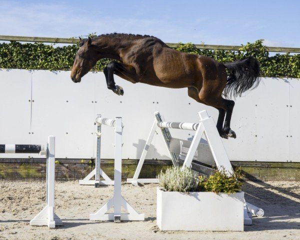 Springpferd Verdi Quality Z (Zangersheide Reitpferd, 2021, von Verdi)