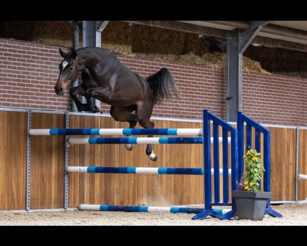 jumper Rialitha (Zangersheide riding horse, 2021, from Cicero Z van Paemel)