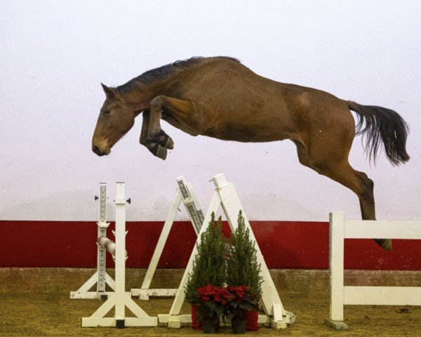 Springpferd Cosimo dv Z (Zangersheide Reitpferd, 2022, von Chacco-Blue)