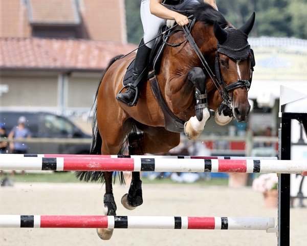 jumper Lipstick Pi (Swiss Warmblood, 2016, from Ludwigs As)