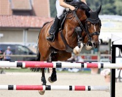 jumper Lipstick Pi (Swiss Warmblood, 2016, from Ludwigs As)