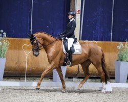 broodmare Pearl 144 (Oldenburg, 2014, from Rubin Royal OLD)