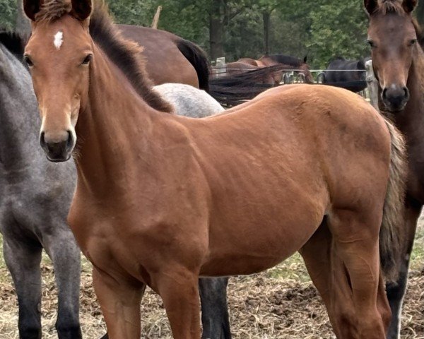 foal Stute von Esmeraldo / Lands River (Holsteiner, 2024, from Esmeraldo FM)