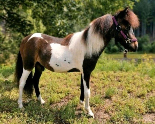 Pferd MP Magic Little Thunder (American Miniature Horse, 2022, von LCS Mighty Shimmer)