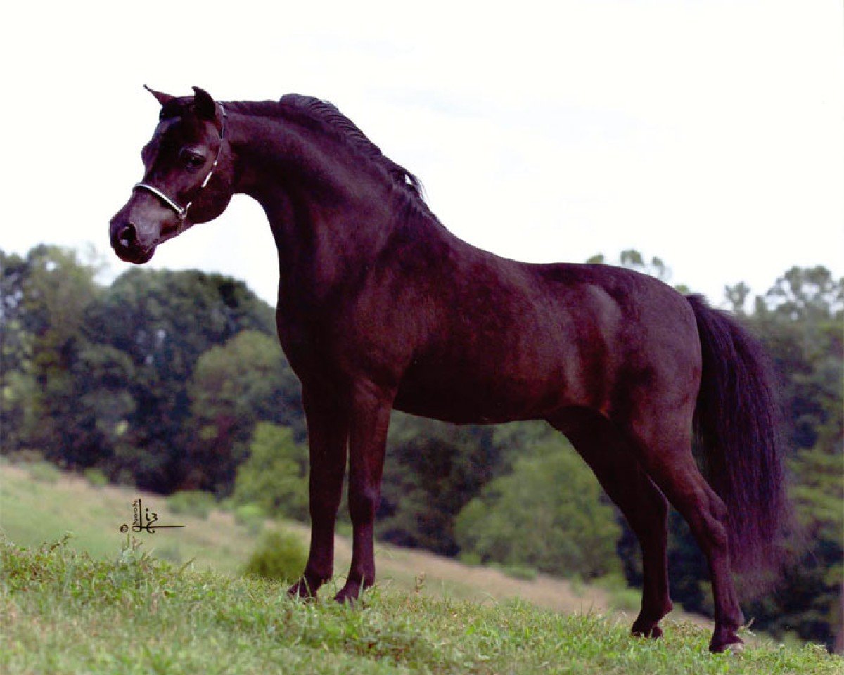 horse Little Kings Black Velvet (American Miniature Horse,  )