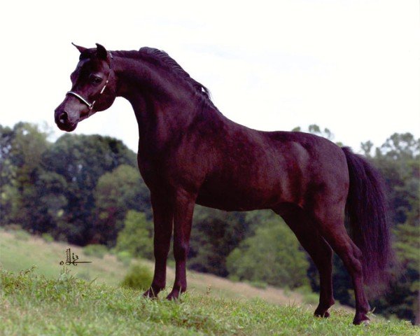 horse Little Kings Black Velvet (American Miniature Horse,  )