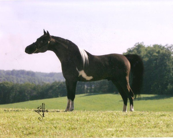 Pferd Libertymeres Velvet Buckeroo (American Miniature Horse,  , von Little Kings Black Velvet)