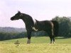 horse Libertymeres Velvet Buckeroo (American Miniature Horse,  , from Little Kings Black Velvet)