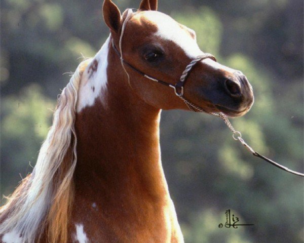 broodmare Lucky Four Impressive Kashmir (American Miniature Horse, 2001, from Lucky Four Galahads Impressive)