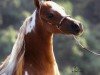 Zuchtstute Lucky Four Impressive Kashmir (American Miniature Horse, 2001, von Lucky Four Galahads Impressive)