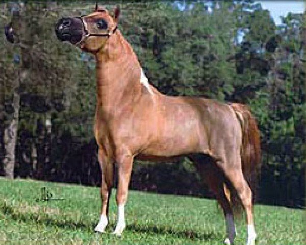 Pferd Lucky Four Galahads Impressive (American Miniature Horse,  )