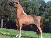 Pferd Lucky Four Galahads Impressive (American Miniature Horse,  )