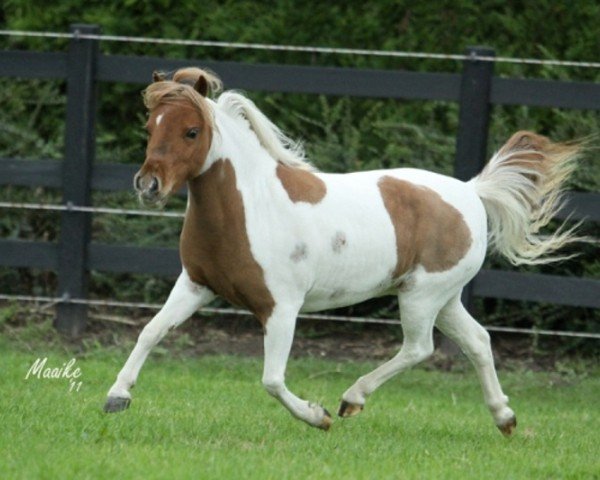 Zuchtstute Lucky Four Spotz Twice as Shiney (American Miniature Horse, 2006, von Lucky Four After Dark Spotacular)